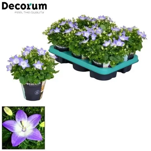 Campanula lila/weiss Bicolor Berlin T11 H020