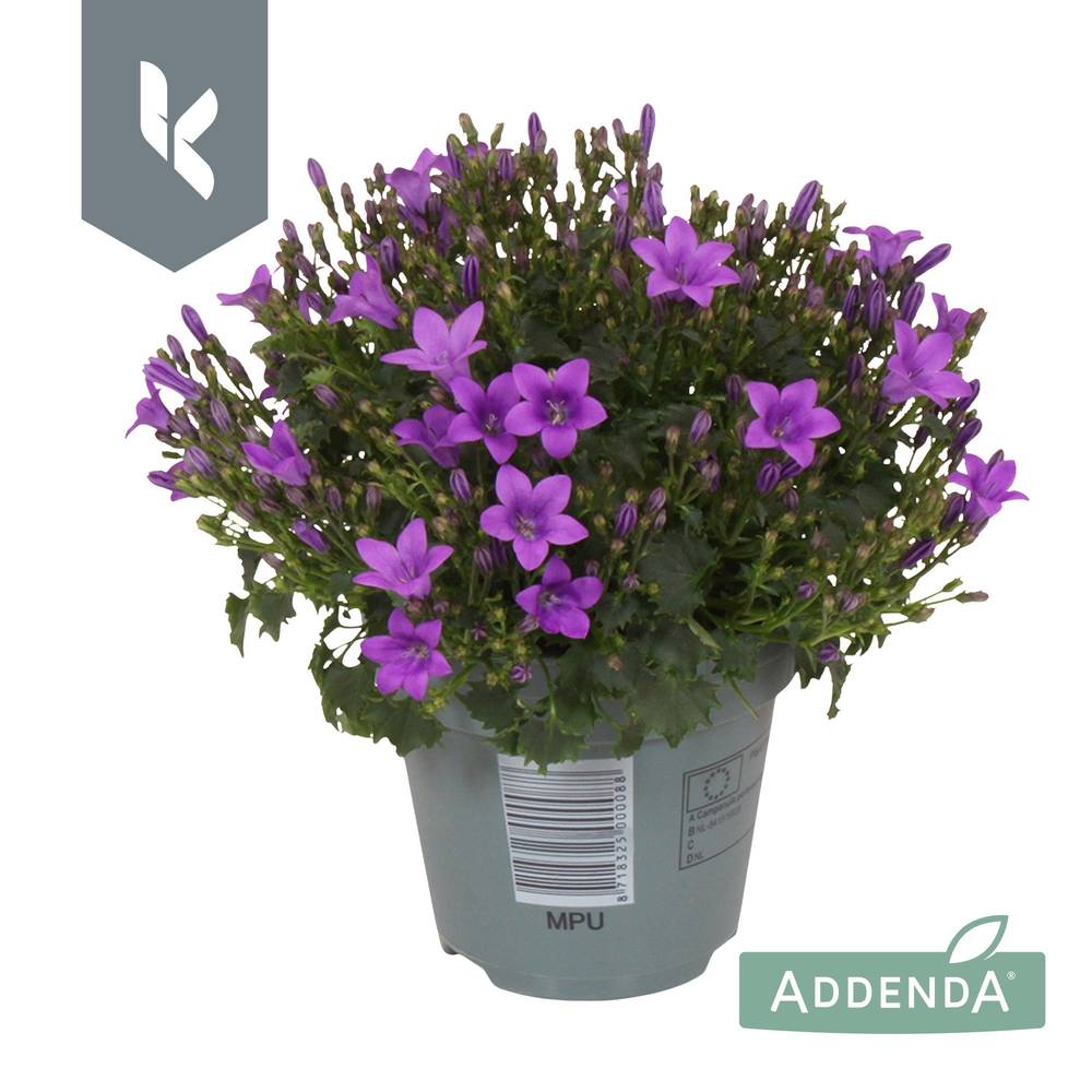 Campanula lila Ambella Intens Purple T10,5 H022