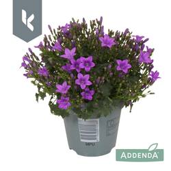 Campanula lila Ambella Intens Purple T10,5 H022