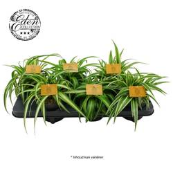 Chlorophytum mix T12 H20