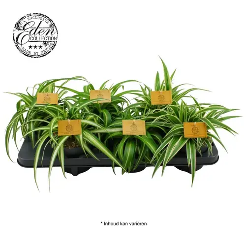 Chlorophytum mix T12 H20