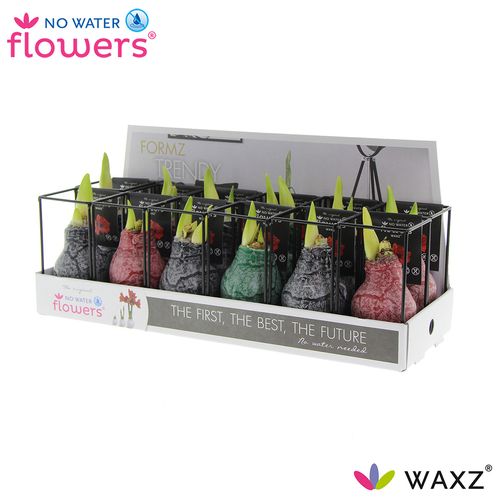 Amar.Bol Wachs mix Ind. Formz rote Bl. H15