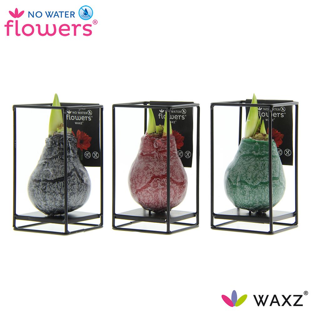 Amar.Bol Wachs mix Ind. Formz rote Bl. H15