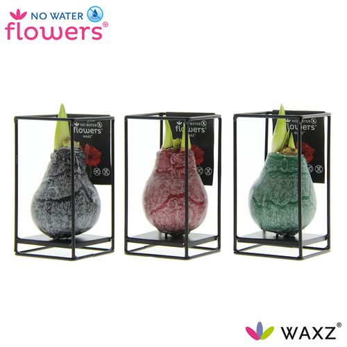Amar.Bol Wachs mix Ind. Formz rote Bl. H15