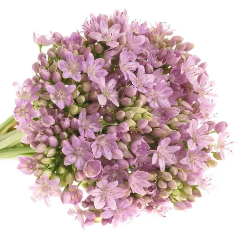 Allium Mini rosa 55cm
