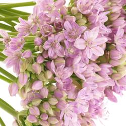 Allium Mini rosa 55cm