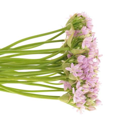 Allium Mini rosa 55cm