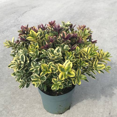 Hebe Clas Trio T17 H35