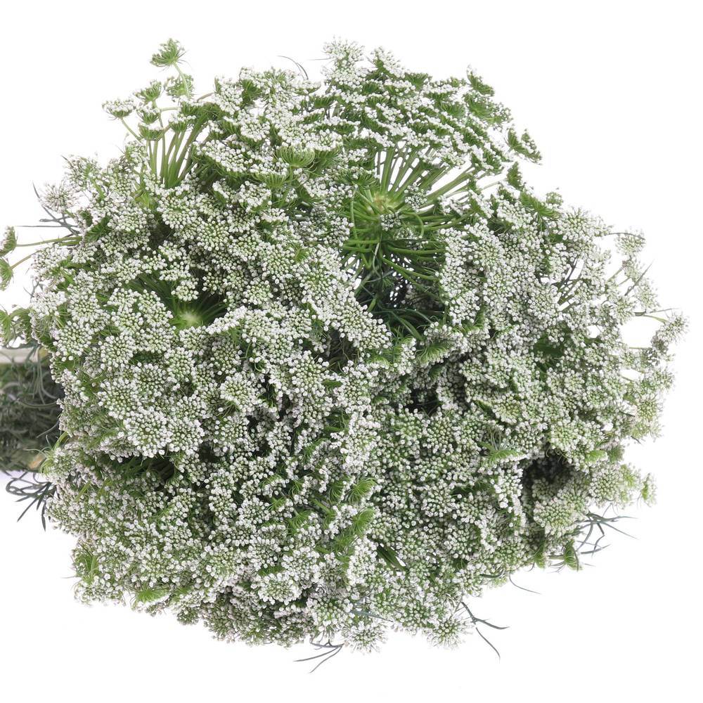 Dille weiss Visnaga 70cm x25