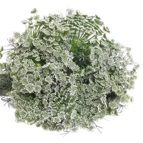 Dille weiss Visnaga 70cm x25