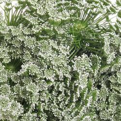 Dille weiss Visnaga 70cm x25