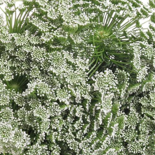 Dille weiss Visnaga 70cm x25