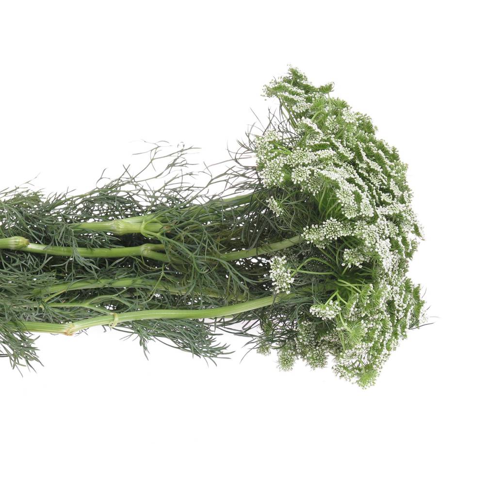Dille weiss Visnaga 70cm x25