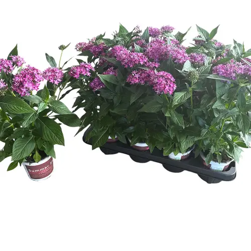 Pentas lila T13 H028