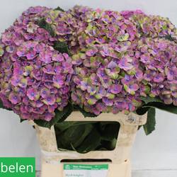 Hortensie lila/hell grün Coral Bol 20cm 65cm