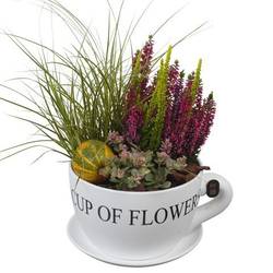 Garten.Arr PTHO7682 Herbst T24 H037