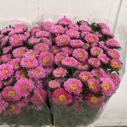 Aster hell rosa Light Pink 70cm