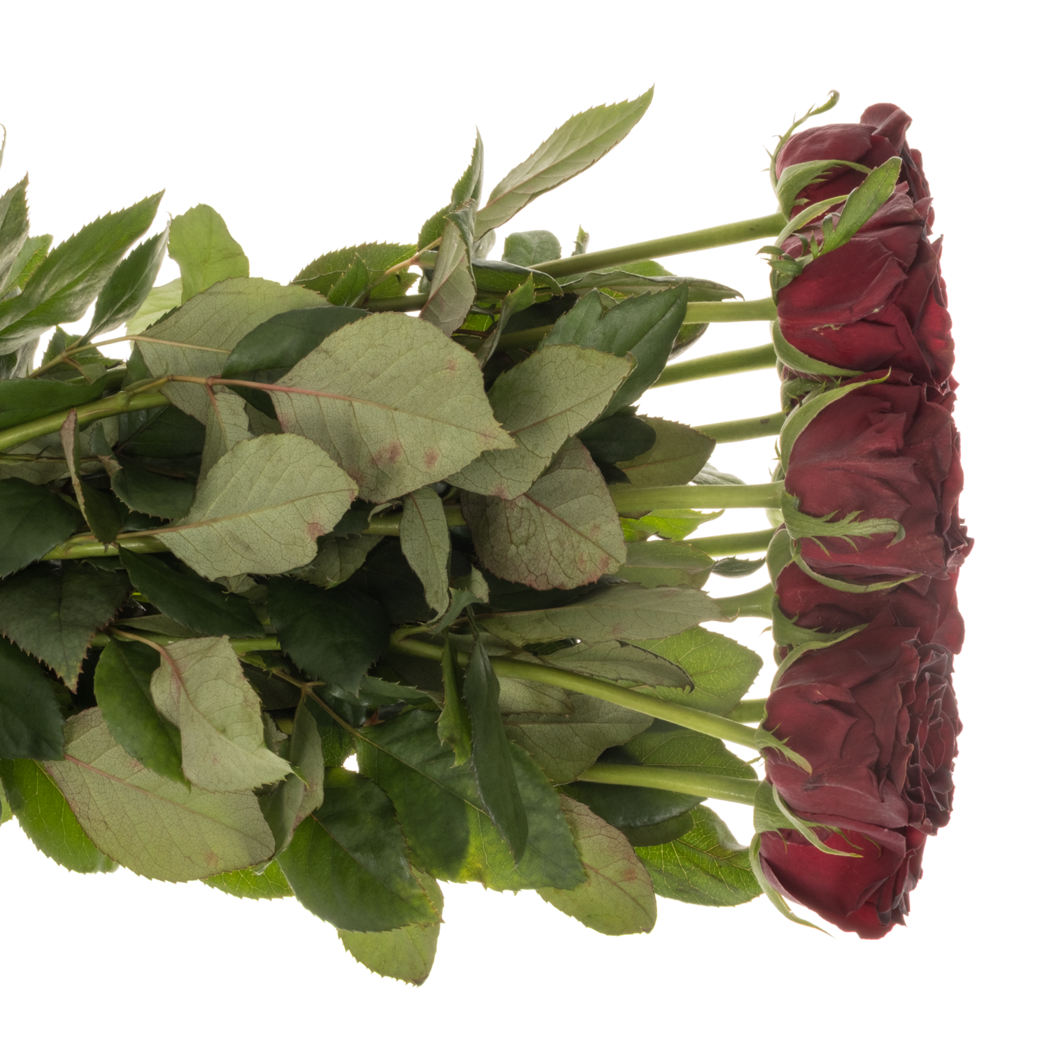 Rose weinrot Dark Knight 60cm