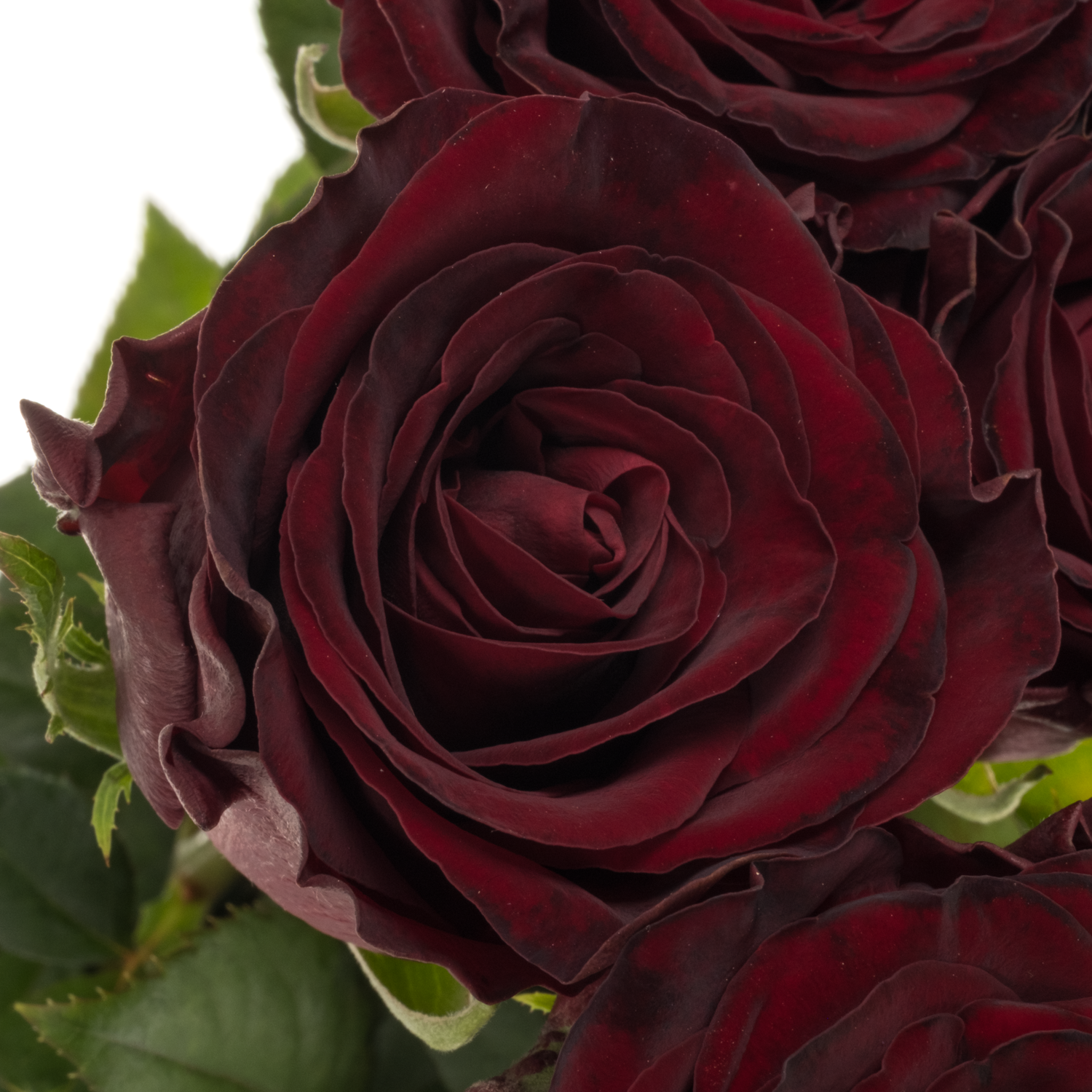 Rose weinrot Dark Knight 60cm