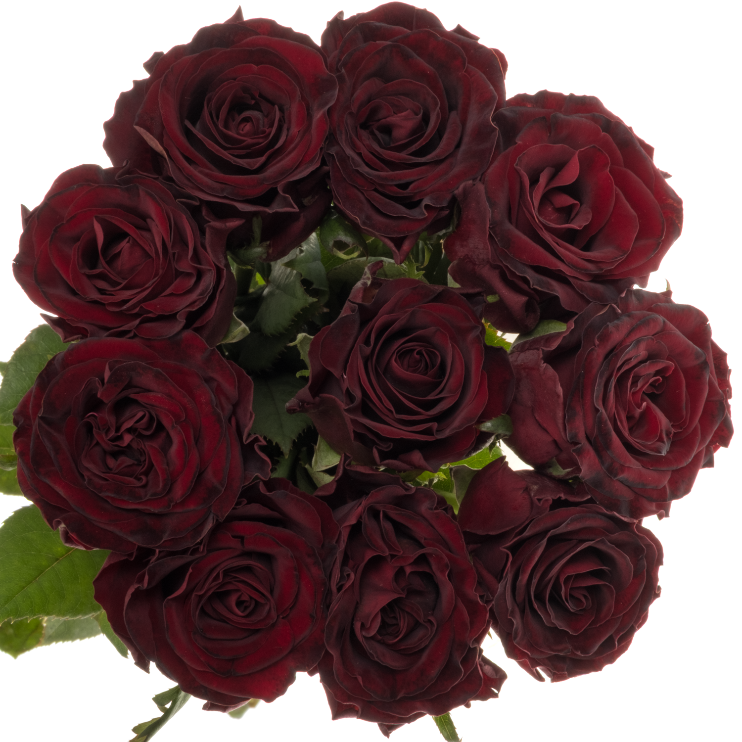Rose weinrot Dark Knight 60cm