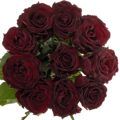 Rose weinrot Dark Knight 60cm