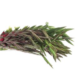 Gladiole mix Mini 60cm