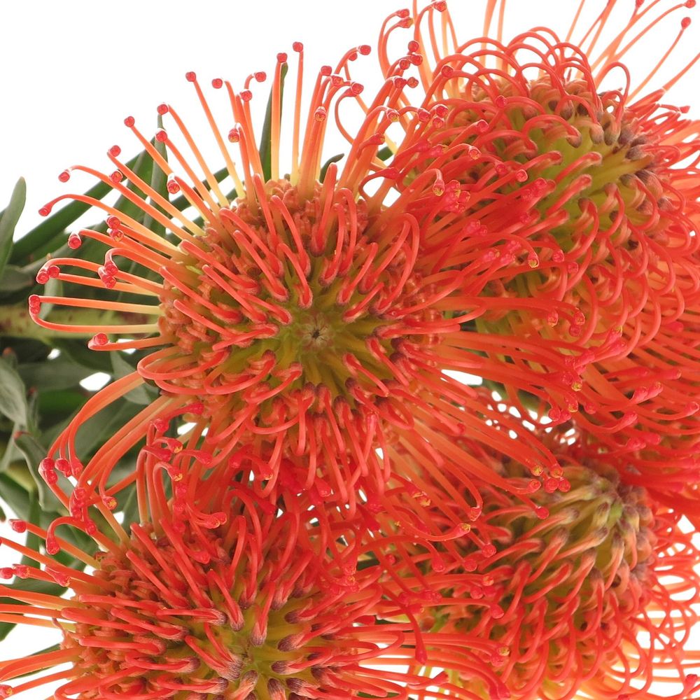 Nutans orange Succesion 40cm