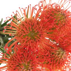 Nutans orange Succesion 40cm