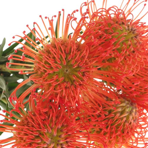 Nutans orange Succesion 40cm