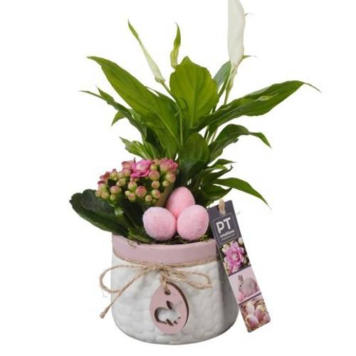 Spath.Arr PTPB6507 Ostern T11 H029