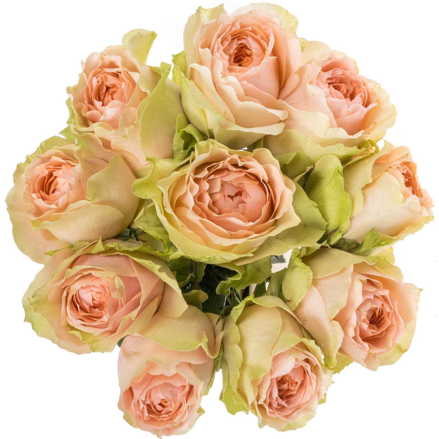 Rose rosa/creme Gravity 60cm (Rosen Import Zweifarbig) Heyl
