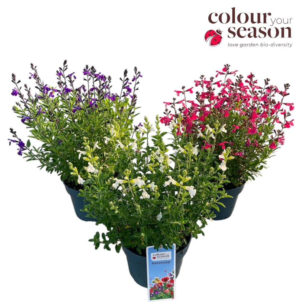 Salvia mix Greggii T19 H035