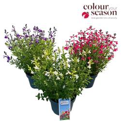 Salvia mix Greggii T19 H035