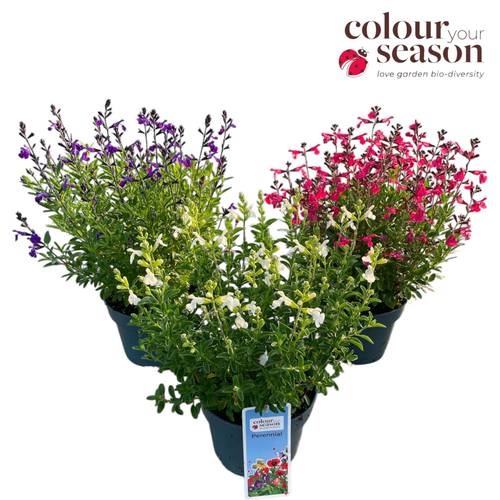 Salvia mix Greggii T19 H035