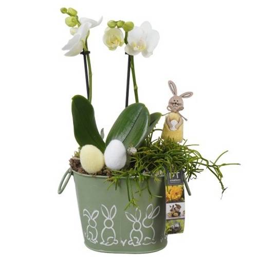 Phal.Arr PTPB6462 Ostern T17 H037