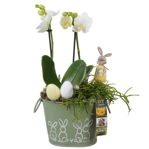 Phal.Arr PTPB6462 Ostern T17 H037