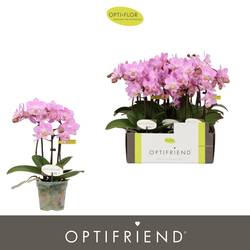 Phal.3-R rosa Lieke T07 H025