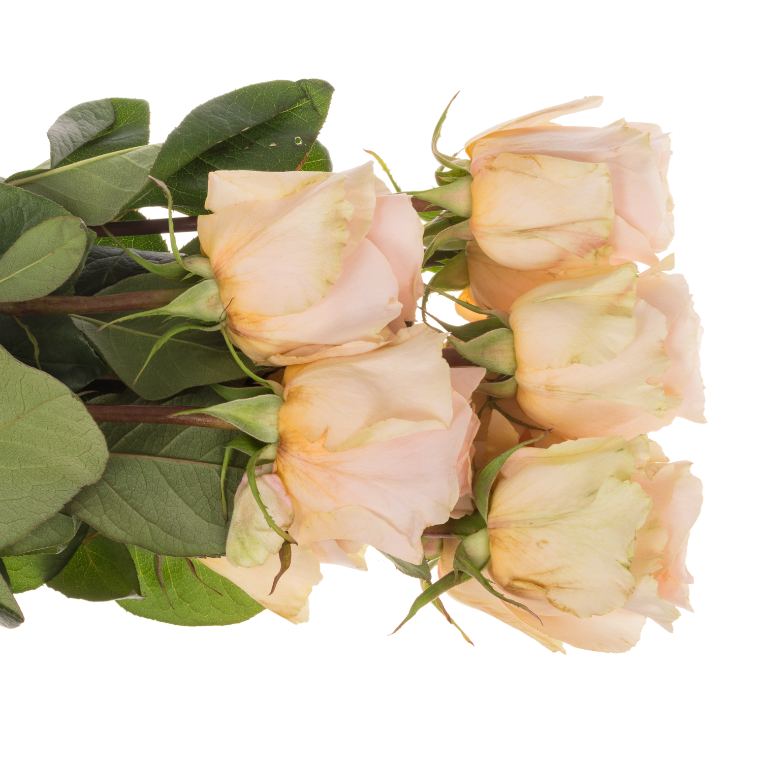 Rose apricot Felicity (Ec) 70cm X10