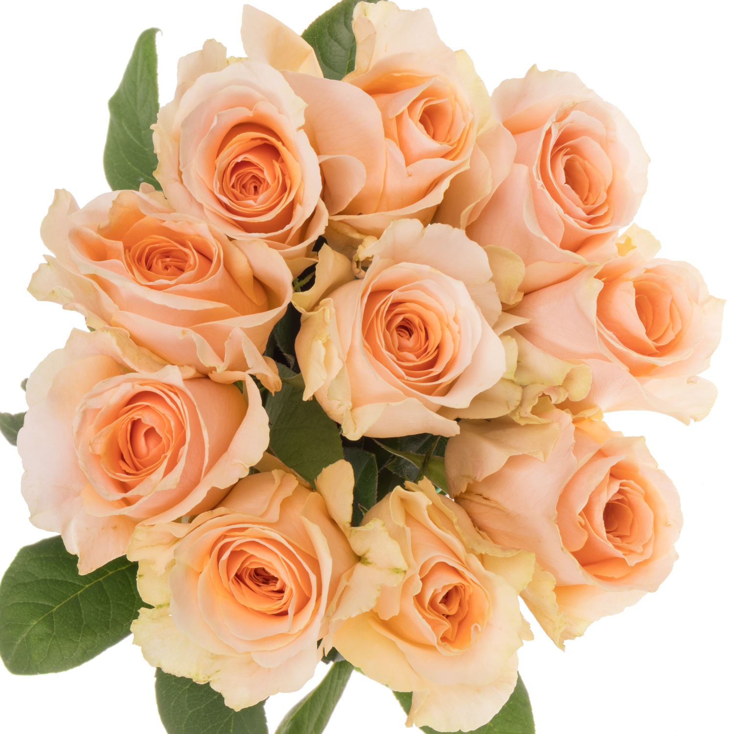 Rose apricot Felicity (Ec) 70cm X10