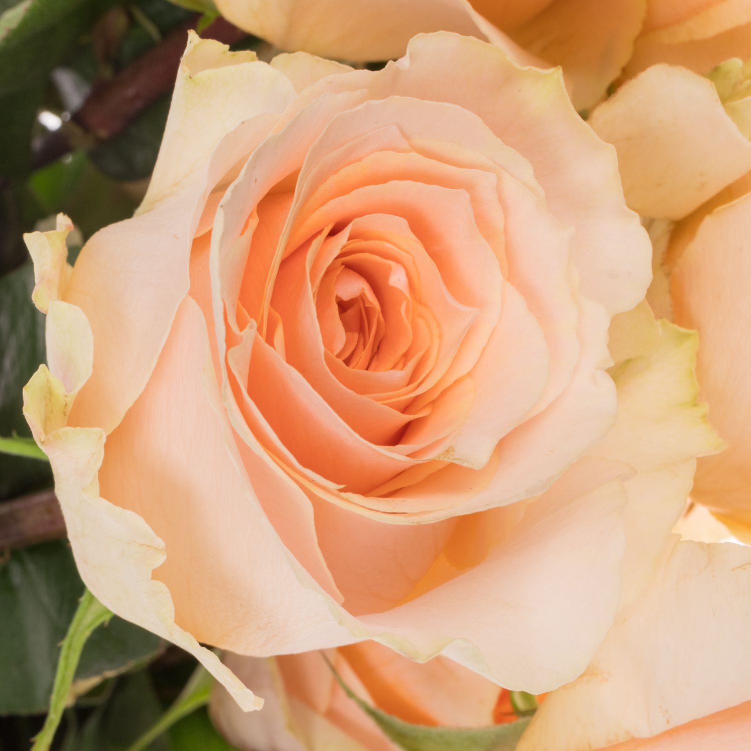 Rose apricot Felicity (Ec) 70cm X10