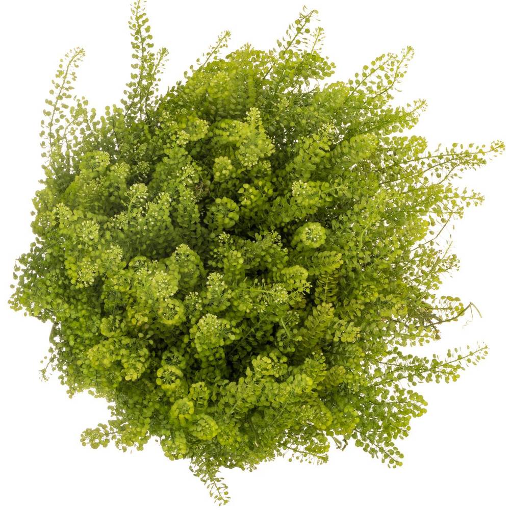 Thlaspi grün Green Bell 35 Gramm 70cm