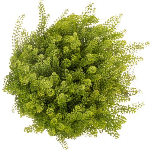 Thlaspi grün Green Bell 35 Gramm 70cm