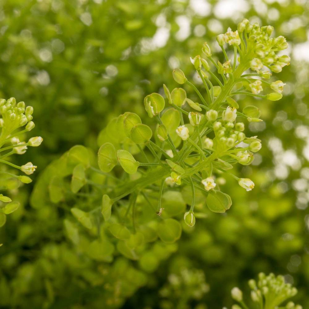 Thlaspi grün Green Bell 35 Gramm 70cm