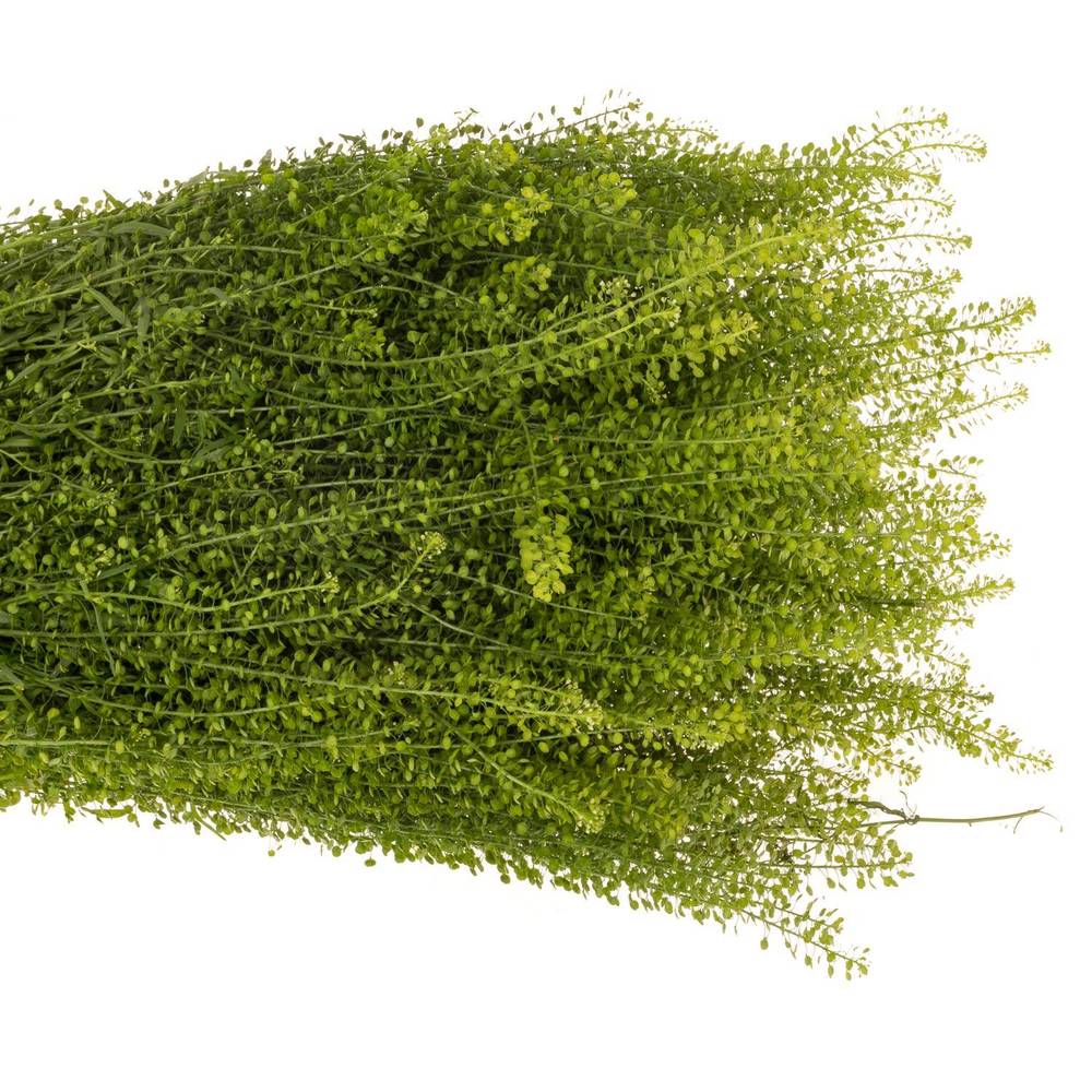 Thlaspi grün Green Bell 35 Gramm 70cm