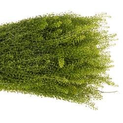 Thlaspi grün Green Bell 35 Gramm 70cm