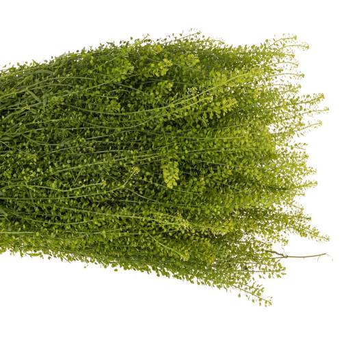 Thlaspi grün Green Bell 35 Gramm 70cm
