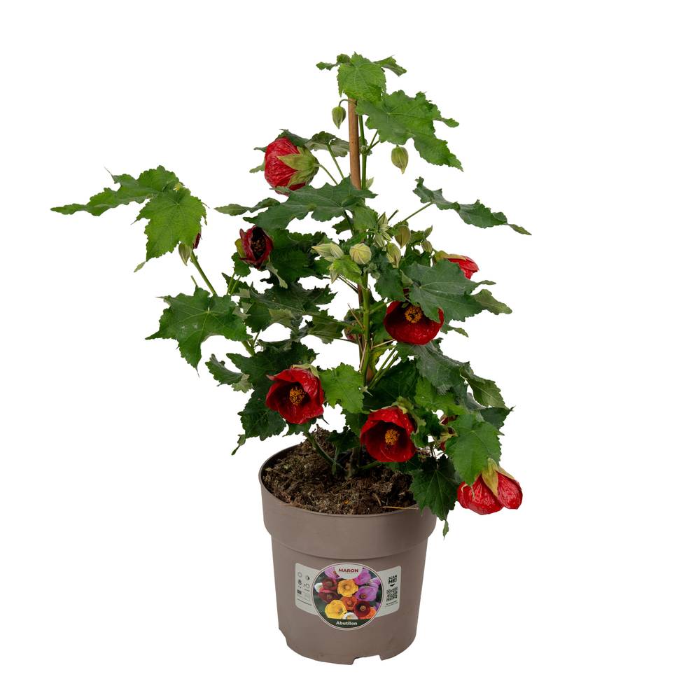 Abutilon rot T15 H045