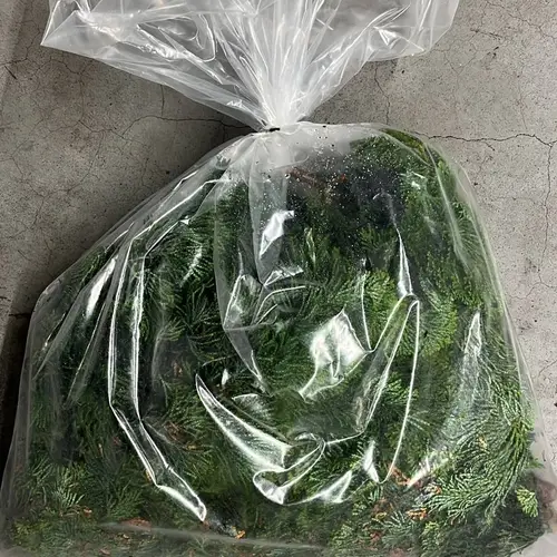 Konifere Nana Gracilis 1kg Sack