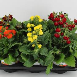 Calceolaria mix T15 H030