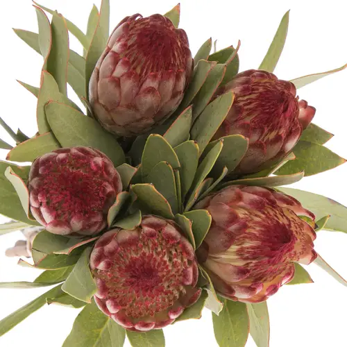 Protea dunkel rot Robijn 60cm